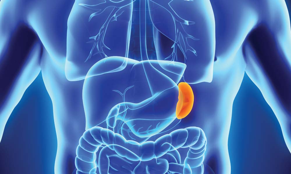 What Does the Spleen Do? | Gastroenterology Consultants of Savannah